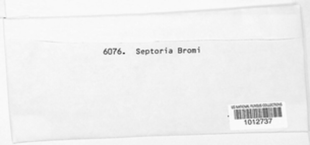 Septoria bromi image